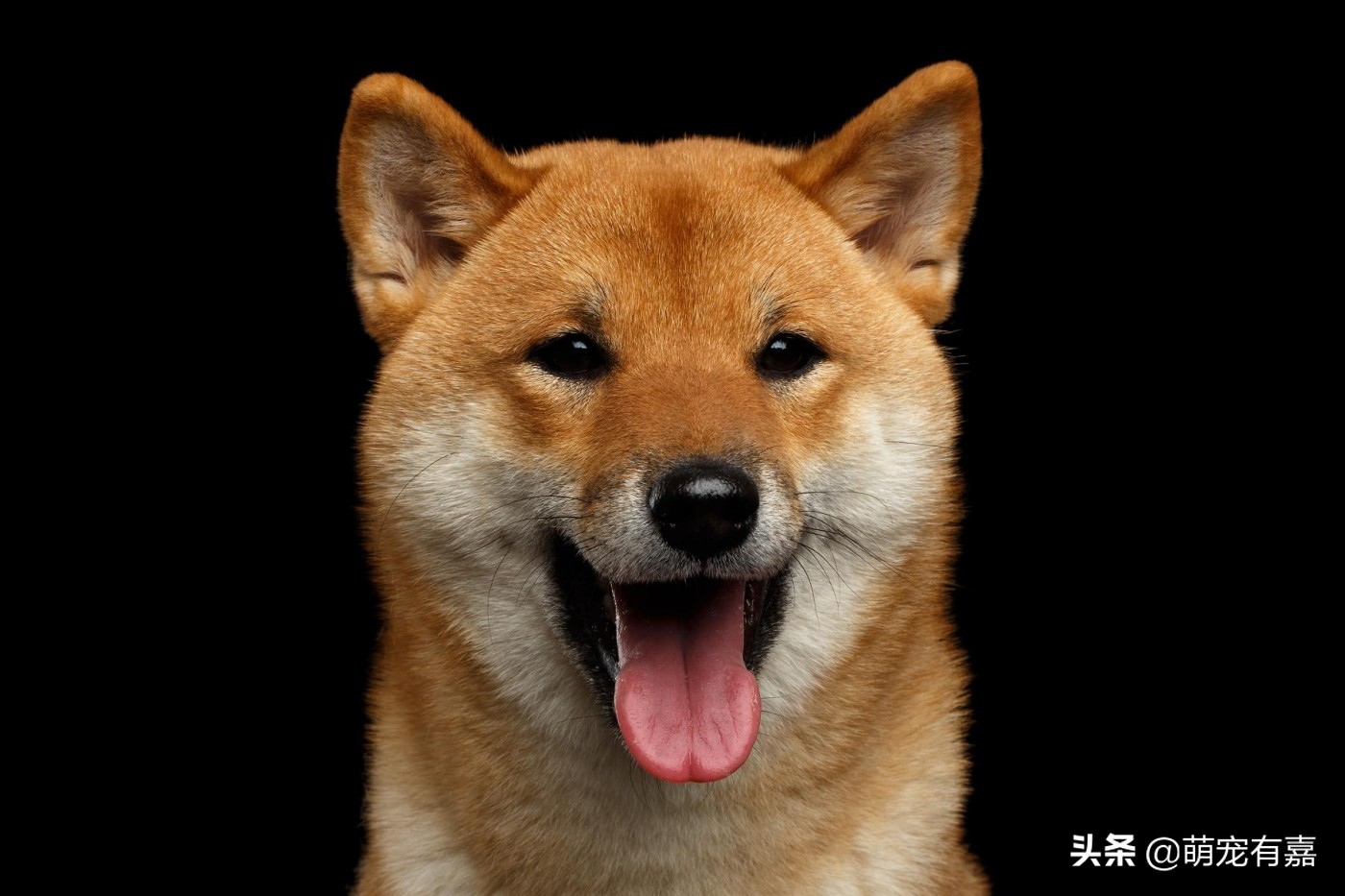 辟谣：生猪肉是旋毛虫的唯一宿主？犬旋毛虫病的发现，预防和治疗