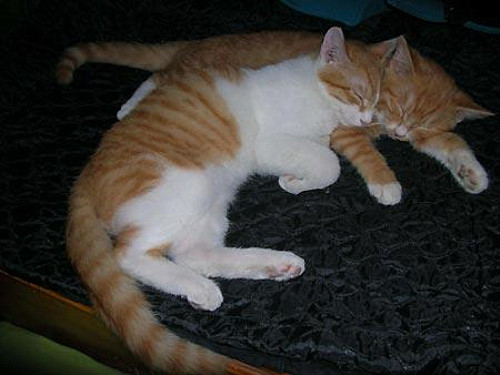 母猫总把小猫叼给主人啥意思,母猫总把幼崽叼床上