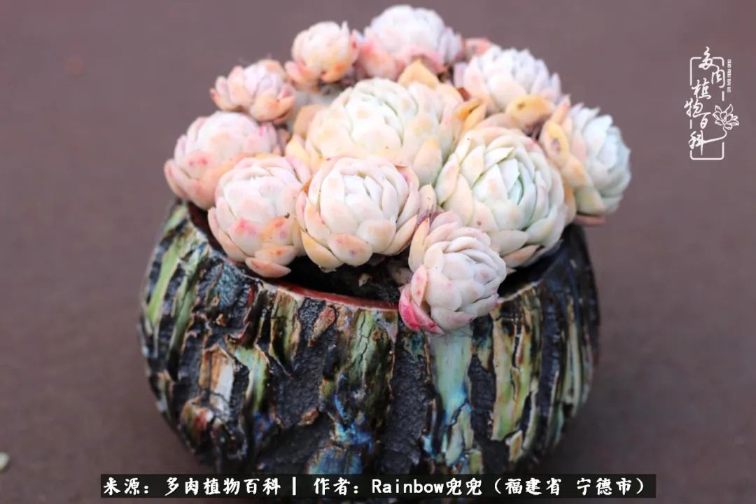 岁月无波澜余生不悲欢是啥意思,愿你岁月无波澜敬我余生无悲欢