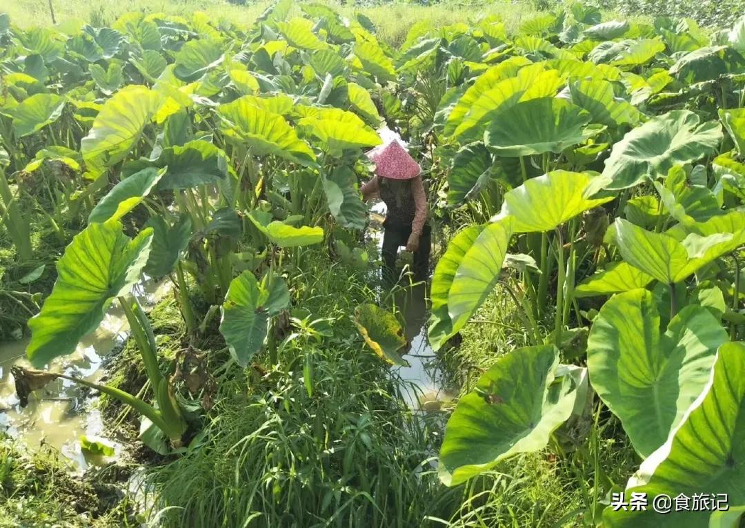 荔浦芋头甜品甜而不腻,家庭简单荔浦芋头的甜品