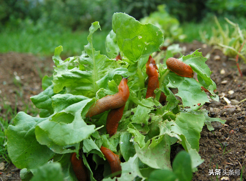 蜗牛的护肤品,所有蜗牛牌的护肤品