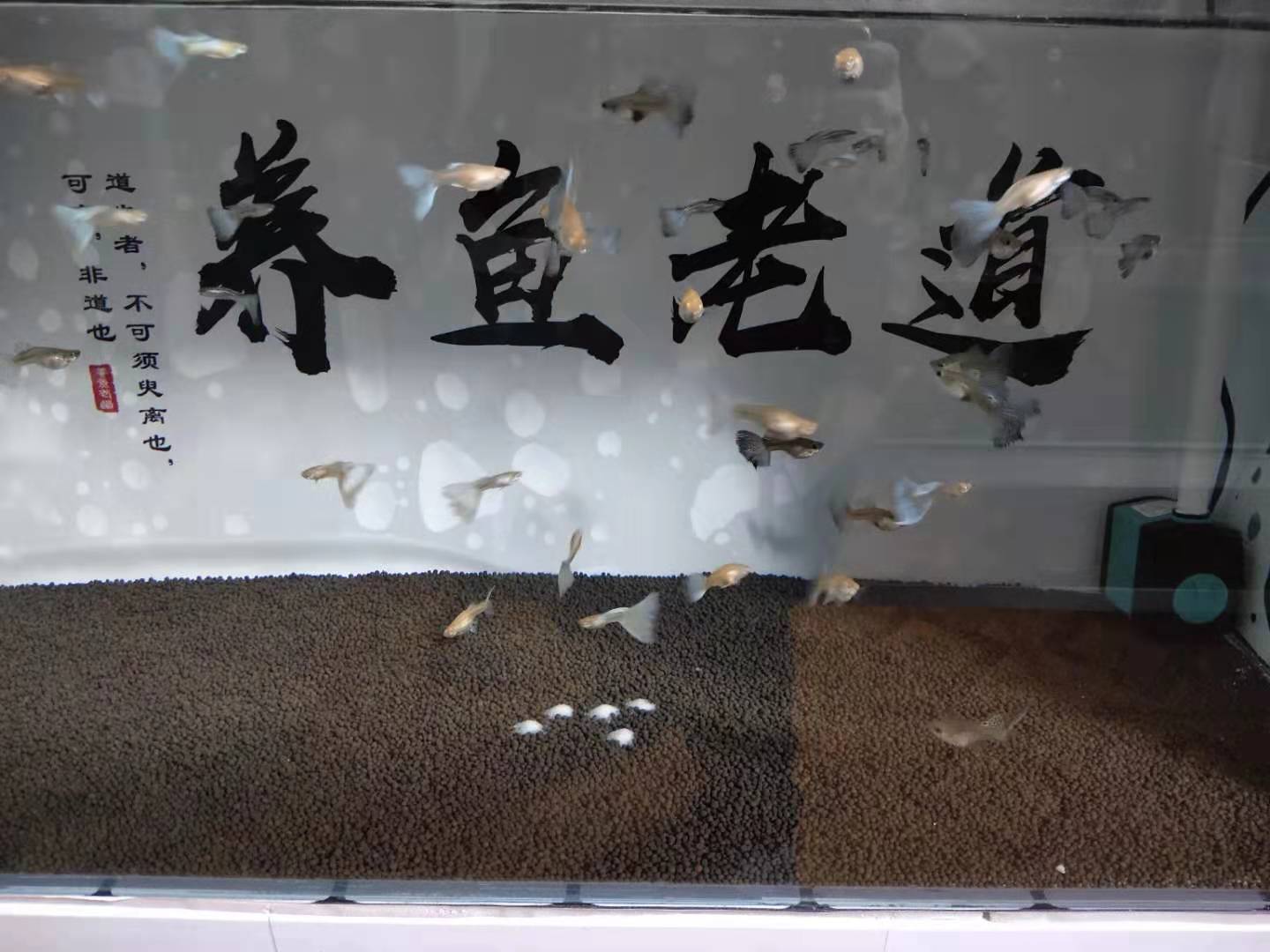 孔雀鱼突然没动静了什么原因,孔雀鱼怎么判断病好了没