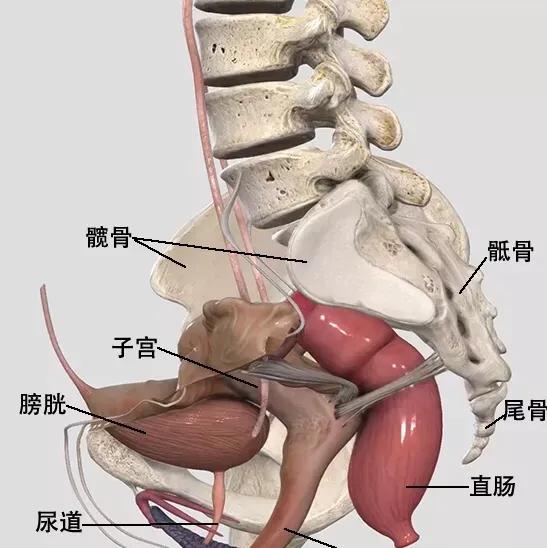 产后修复催乳有什么方法,产后修复催乳师怎么样