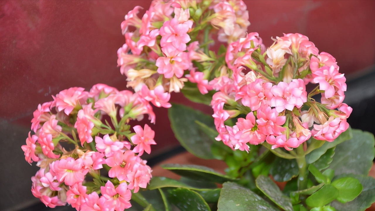 春季翻盆换土的花,哪些花适合在秋季换盆