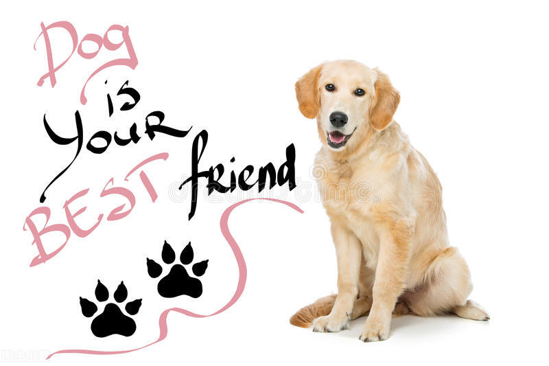 哪些食物狗是不能吃,知识科普狗狗不能吃哪些食物