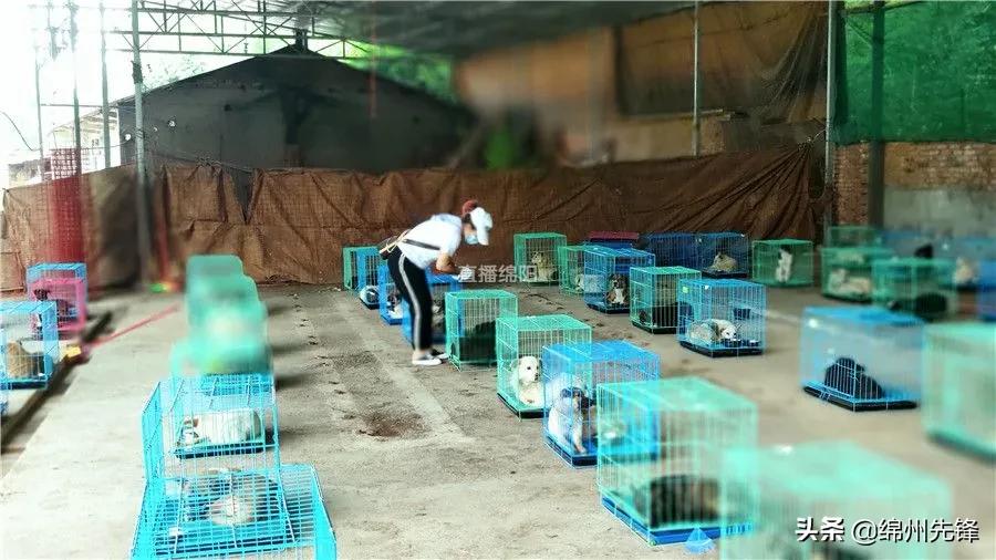 被救下的111条狗狗,一只金毛流浪狗被解救过程