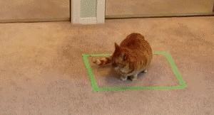 怎样可以封印住一只猫,咋样可以快速封印猫咪