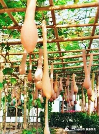 旅顺杏花村风景,旅顺杏花微雨醉春风