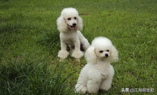 泰迪跟贵宾的区别是什么,分不清泰迪和比熊