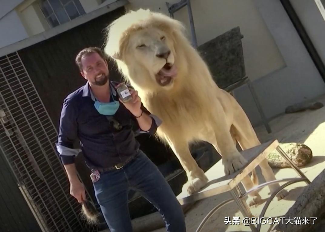 狮子粪便可以吓跑猫?德国一家马戏团出售狮子粪便,卖出2000多罐