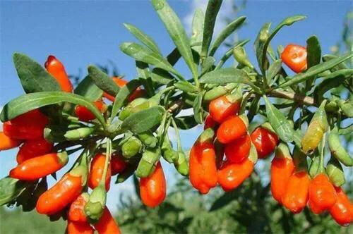 关于枸杞的这些问题需要你了解,枸杞泡水需多少温度合适