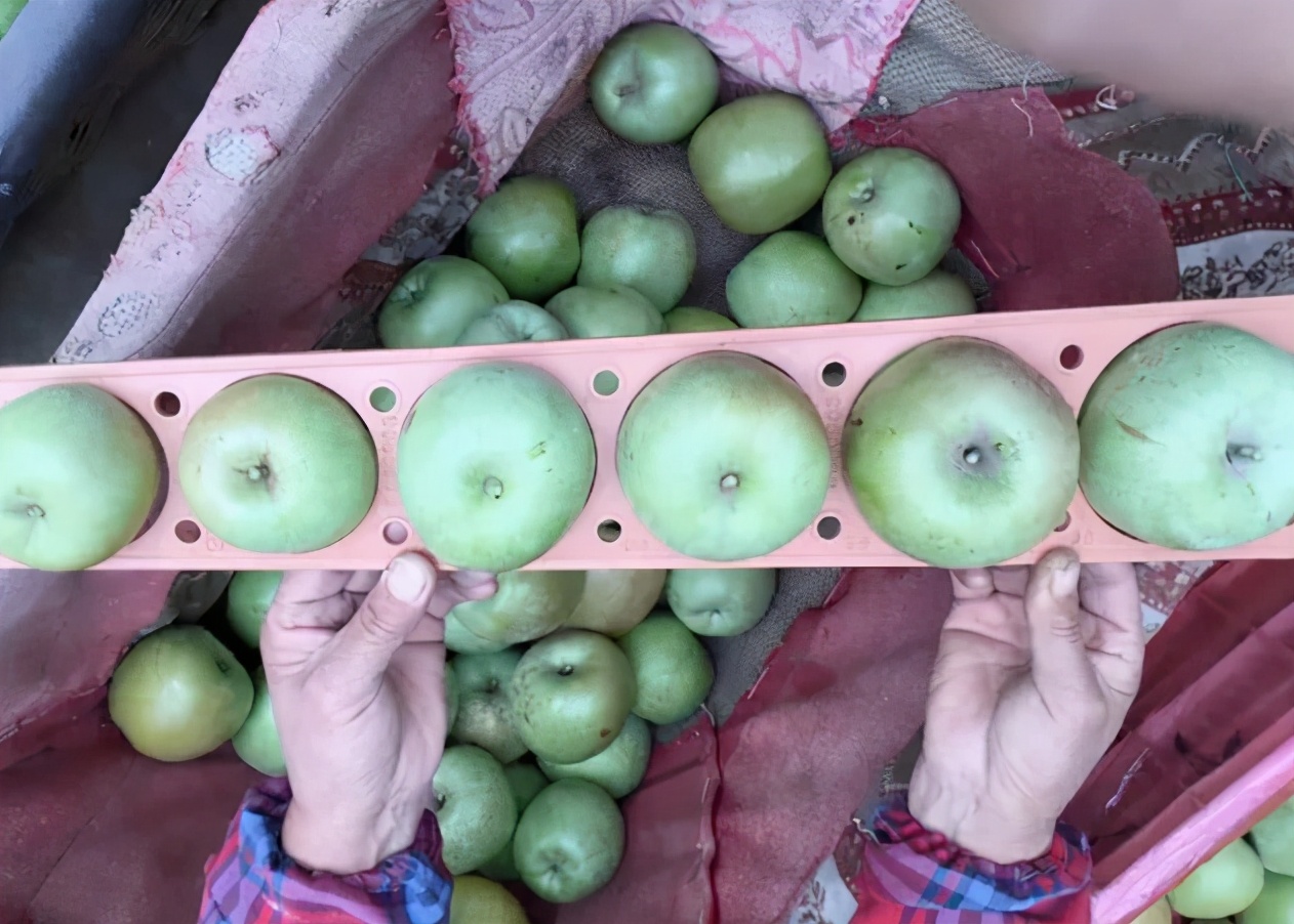 印度青苹果多少钱一斤,印度青苹果几月上市
