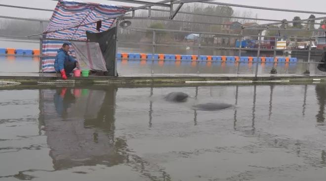 江豚是怎样过冬的,江豚怎么过冬