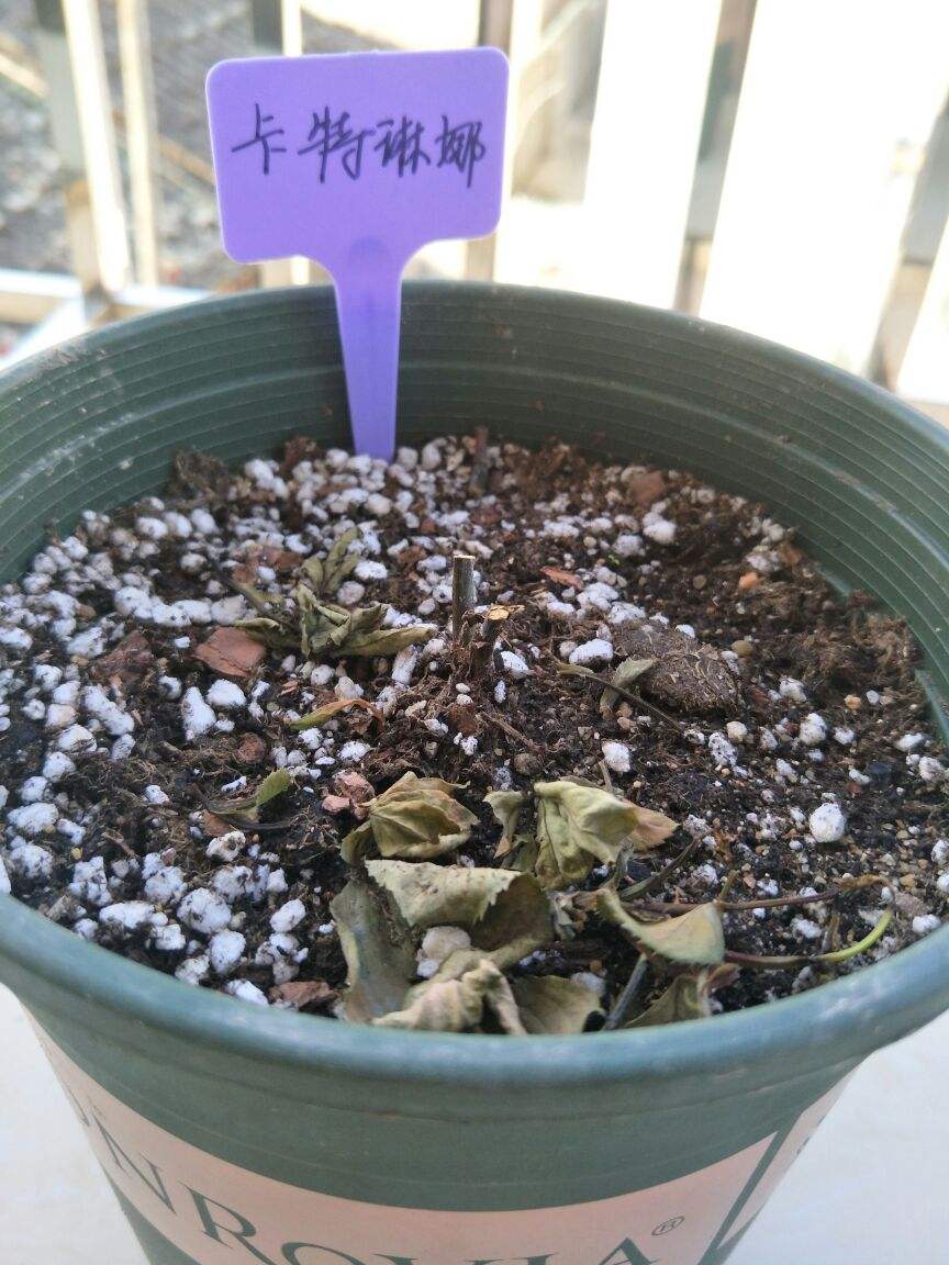 买到激素花苗怎么养,月季花买到激素苗了怎么整