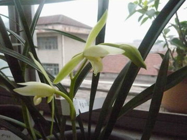 兰花既好养又开花香的品种,哪种兰花名贵且香味最好