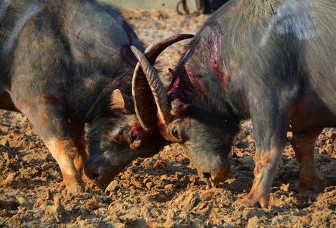 广西往年斗牛视频,广西斗牛比赛全集