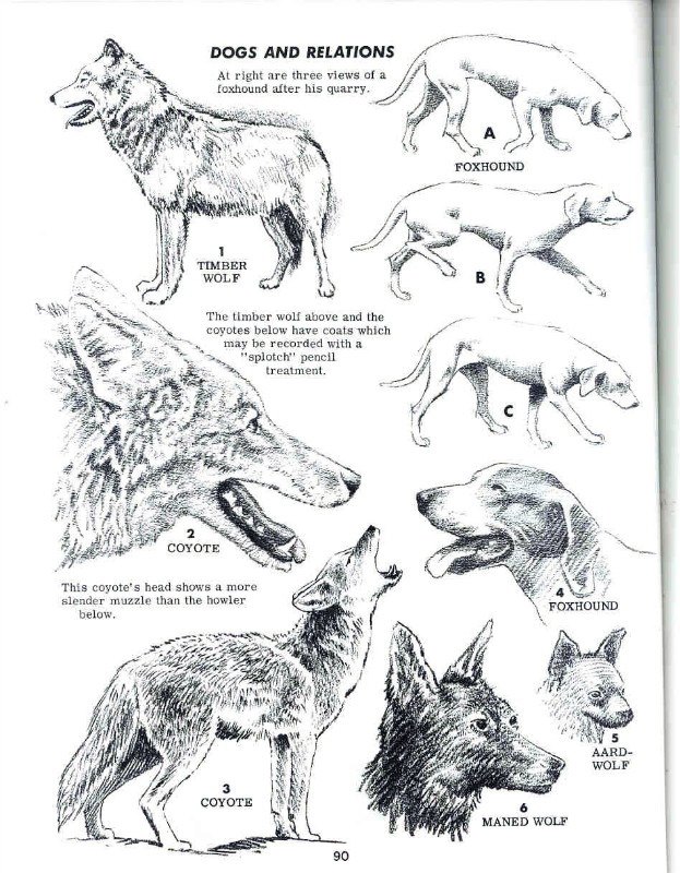 一百幅动物素描,近百幅动物画