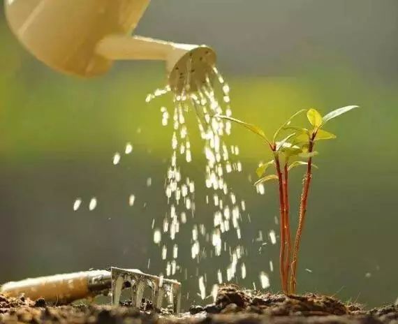 如何改善浇花水的软硬,浇花的水质比较碱性怎么改善