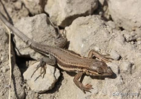 壁虎有毒吗家里有壁虎怎么办,农村常见的壁虎是什么品种