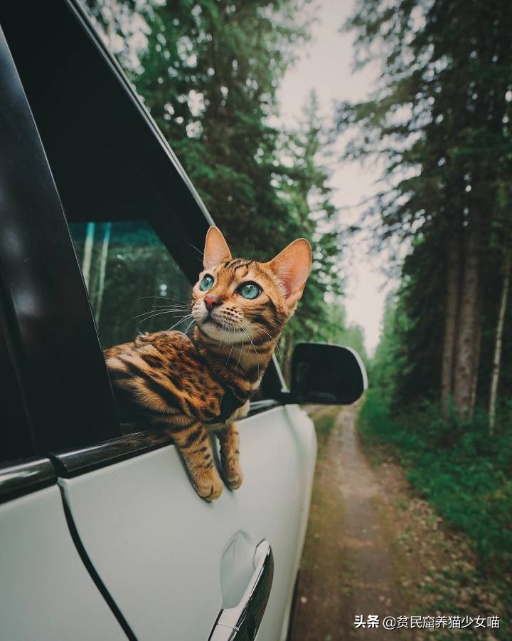 想养豹猫但咬人怎么办,想养孟加拉豹猫