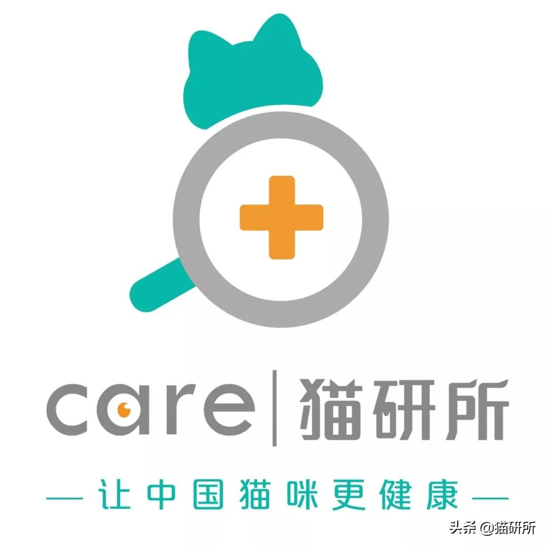 从3方面入手，有效提高老年猫的生活质量