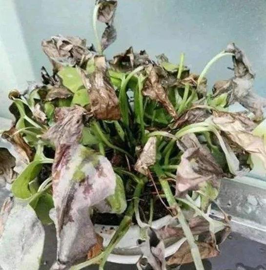 绿萝叶子越来越小施什么肥,绿萝爱喝这3种肥水叶片绿油油