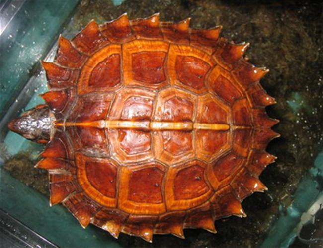 水陆两栖龟选什么龟,水陆两栖龟陆龟怎么区别