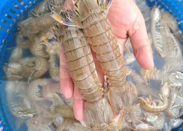 虾爬子超标,大连虾爬子为什么镉超标