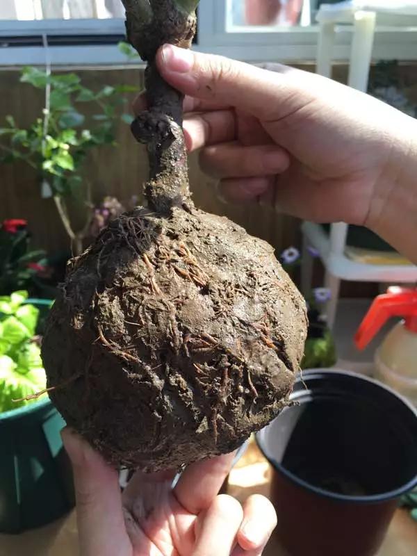 发现植物有烂根如何处理,发现植物有病害什么时候去治