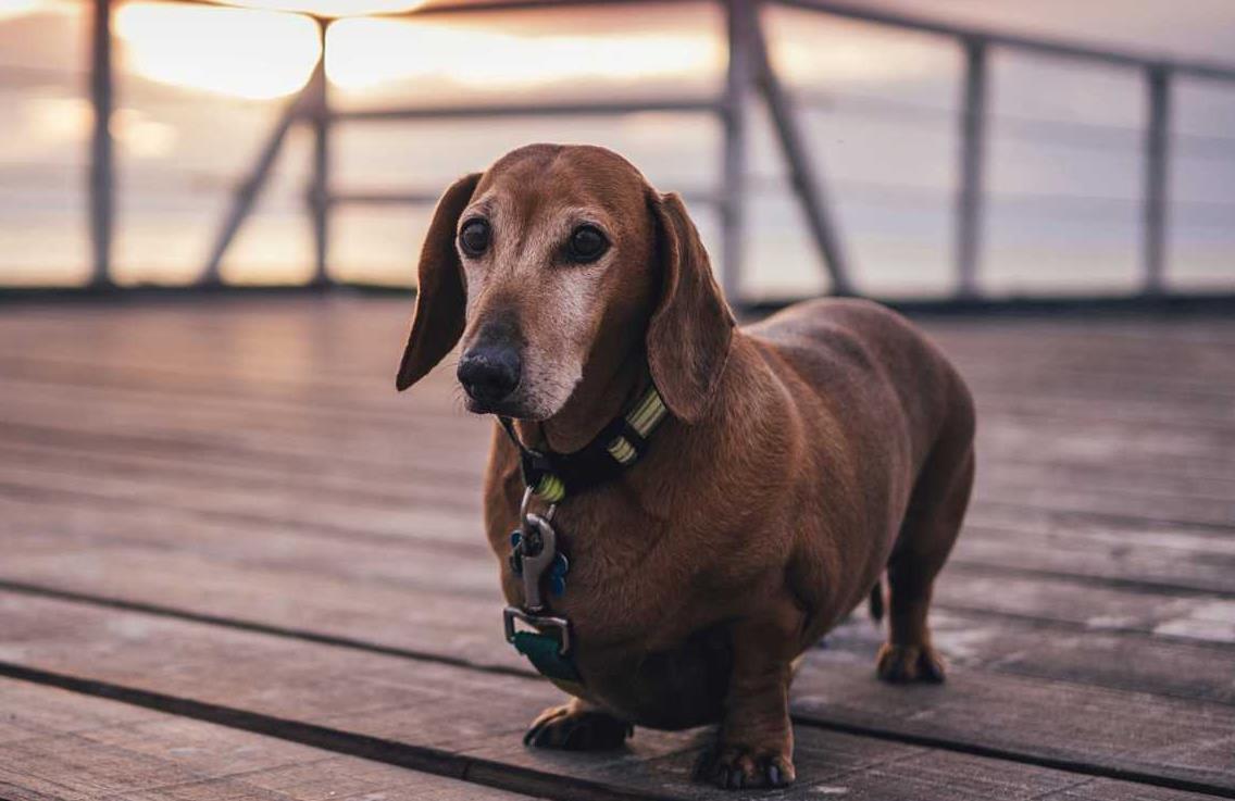 腊肠犬的优点和缺点及智商,宠物胸背腊肠犬