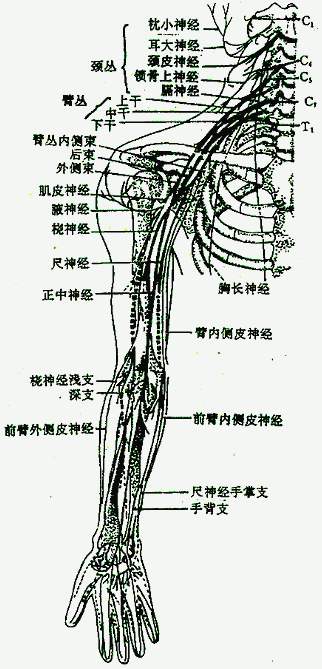 经络与神经是一种什么关系？