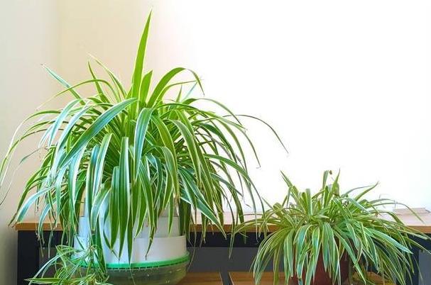 如何改善板结的养花土,花盆土壤板结怎么样松土不伤根