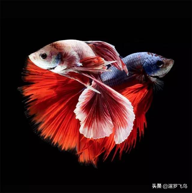 泰国宣布暹罗斗鱼为“国鱼”*旗国**鱼身价百倍