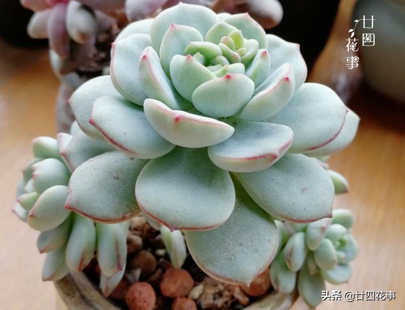 多肉底下叶片发皱浇水后还是一样,多肉叶片干瘪发皱浇水后也不恢复