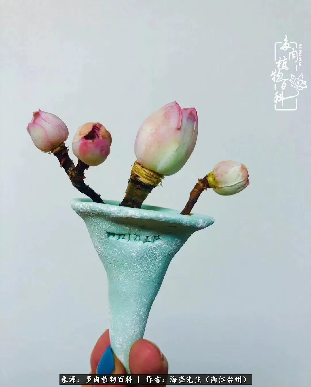 多肉玫瑰多少度休眠,多肉玫瑰唤醒教程