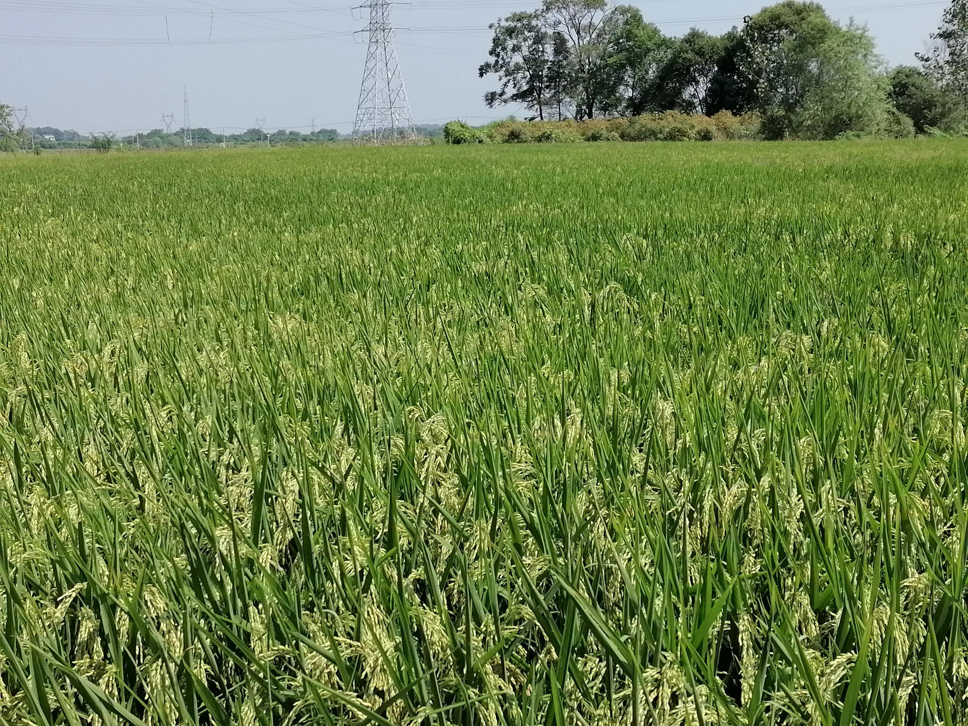 钥匙丢了怎么样开锁,钥匙丢了怎么配钥匙