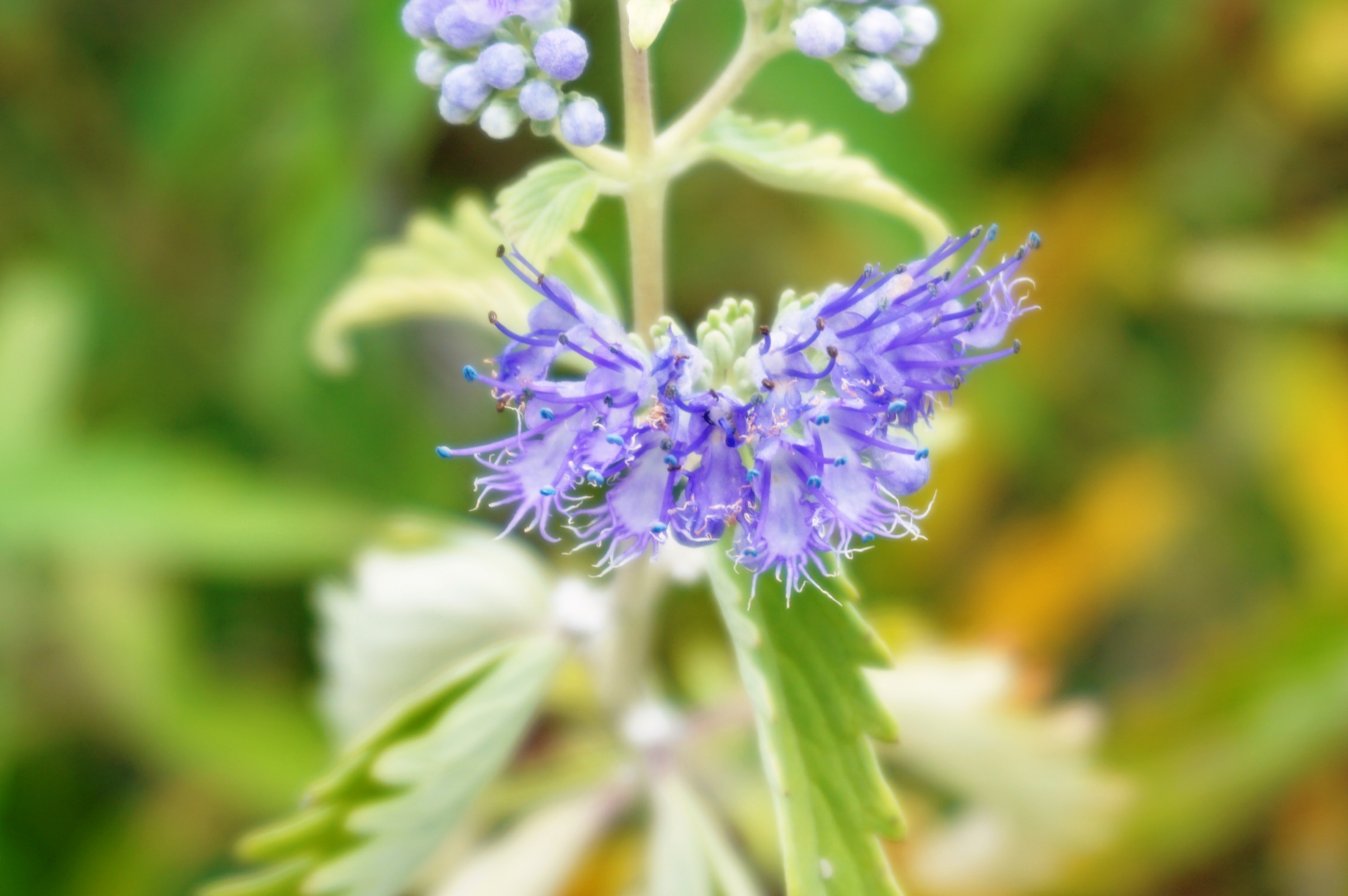 蓝田蓝关古道自驾怎么导航,最近西安蓝田蓝关古道自驾游