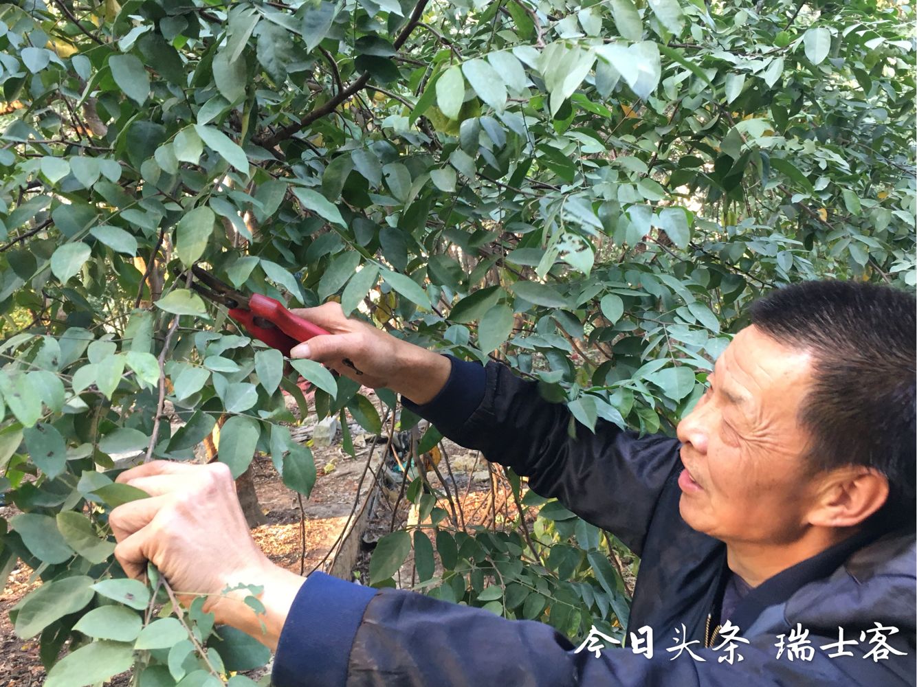 什么品种的杨桃好吃不酸,杨桃种植方法和技巧