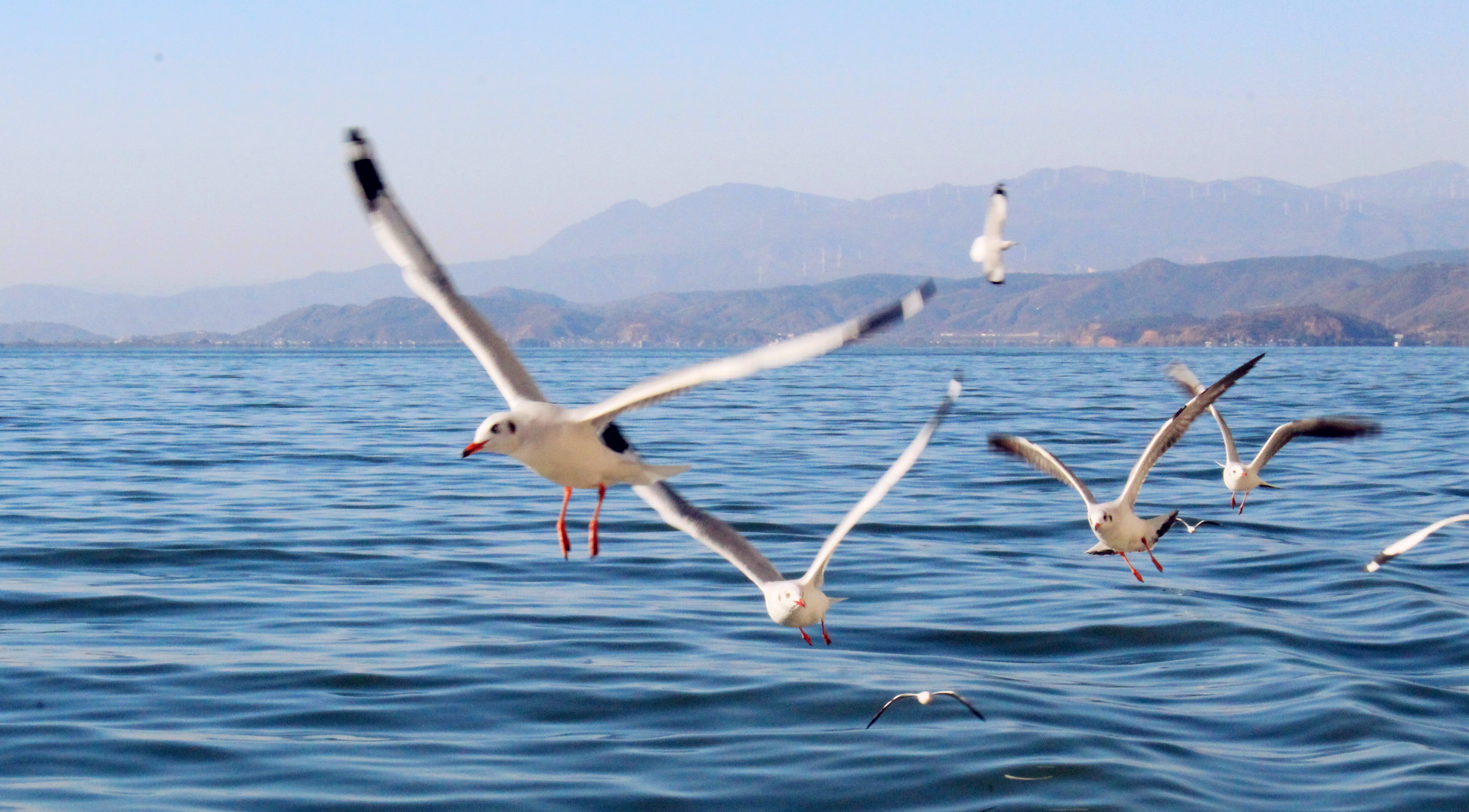走进洱海亲近自然,走进丽江古城邂逅这一抹浪漫