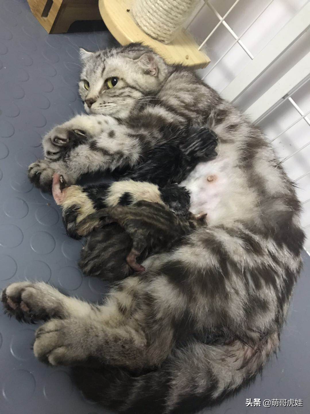 刚买来的小母猫,刚买回来的母猫幼年白狸猫