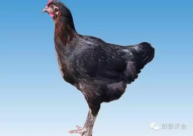 全世界的鸡都在这了，有你认识的吗？