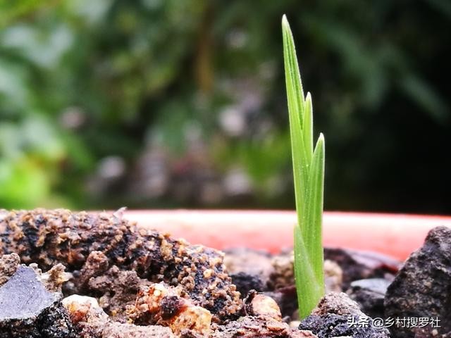 松针树底下的腐殖土种兰花怎么样,柳树叶加腐殖土种兰花好用不好用