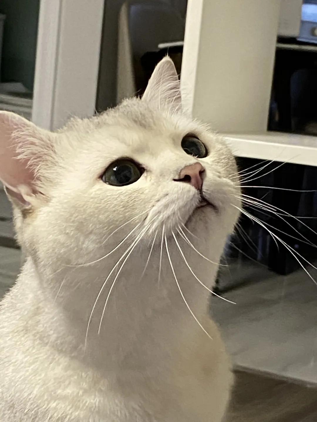 和宠物交流说什么,宠物谈恋爱怎么回事