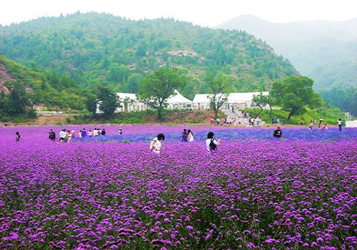 薰衣草的世界很好看,薰衣草的世界