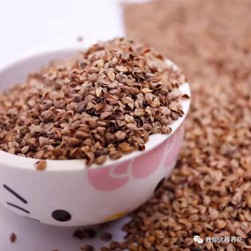 枕头芯掏1把扔盆里，透气不烂根，绿萝吊兰越长越疯，越长越旺