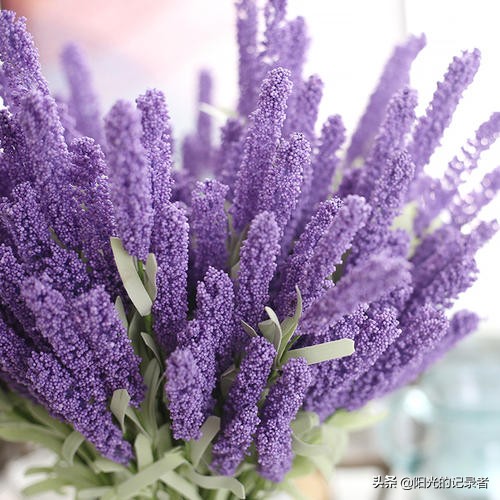 520简短浪漫花语是什么,520朵玫瑰的浪漫花语