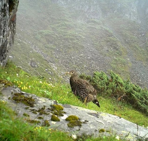 它是国家一级保护动物英语,数量多少只以下才是一级保护动物