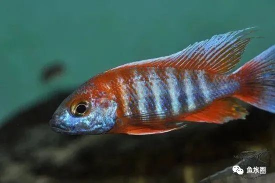 三湖慈鲷马鲷孔雀珍珠系能长多大,三湖慈鲷之孔雀