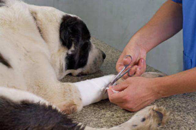 狗狗腿伤口发炎了怎么处理,狗狗腿瘸吃去痛片行吗