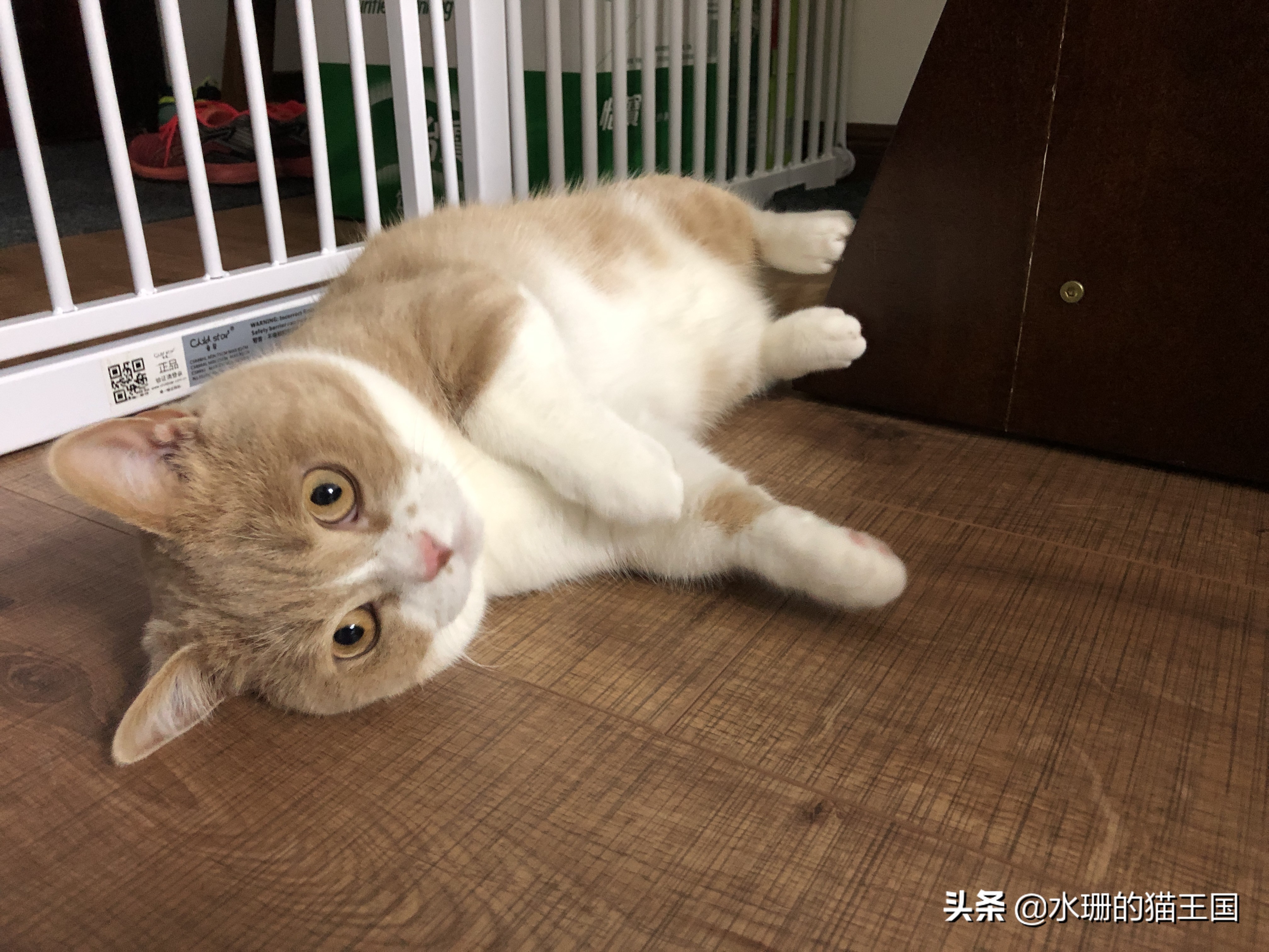 如何养猫才能驯服猫,猫也可以像狗一样训练吗